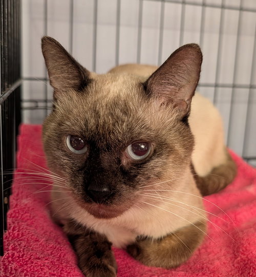 AUGUST - Siamese available for adoption