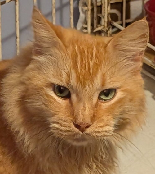 DANTE - Domestic Long Hair available for adoption