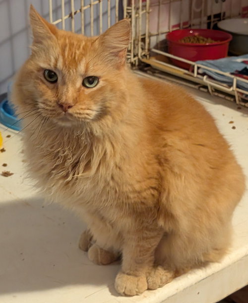 DANTE - Domestic Long Hair available for adoption