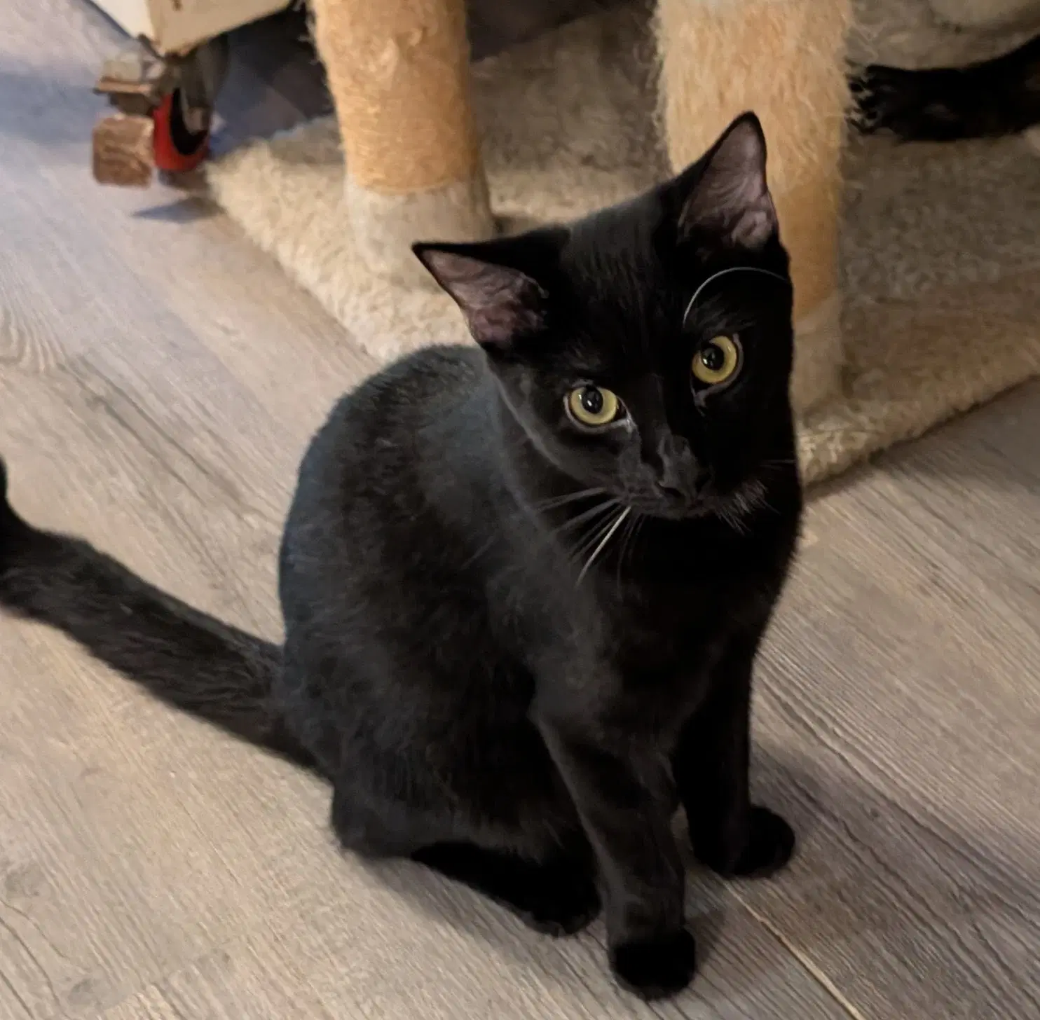 Sage - Domestic Short Hair