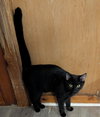 Sage - Photo 2