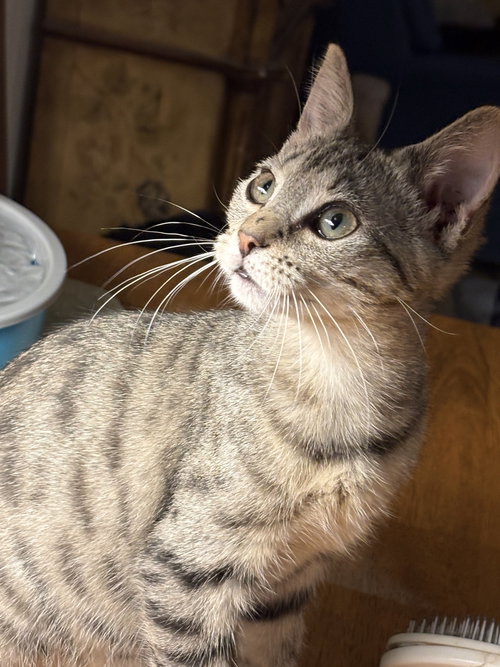 LEANN - Domestic Short Hair available for adoption