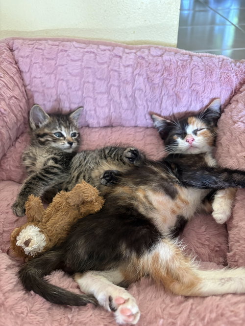 COSITA - Tortoiseshell / Domestic Short Hair available for adoption