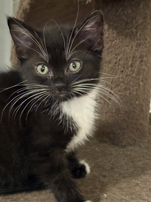 LUCIANA - Domestic Medium Hair available for adoption
