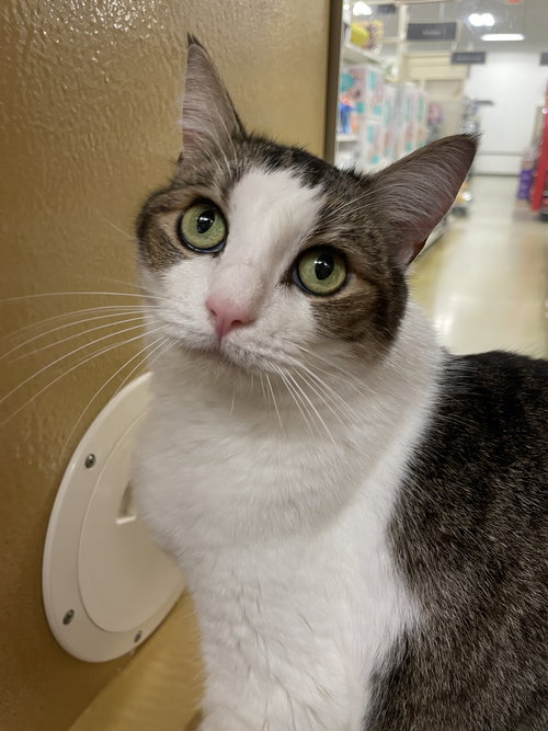 Kiki, an adoptable Domestic Short Hair in Oakland Park, FL