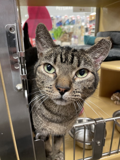 Mitch, Adult Domestic Short Hair / Mixed (short coat), cat for adoption in Miami Beach, Florida
