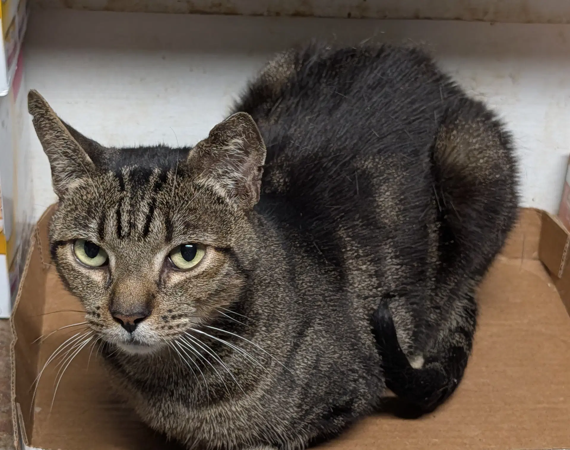 Mitch - Domestic Short Hair