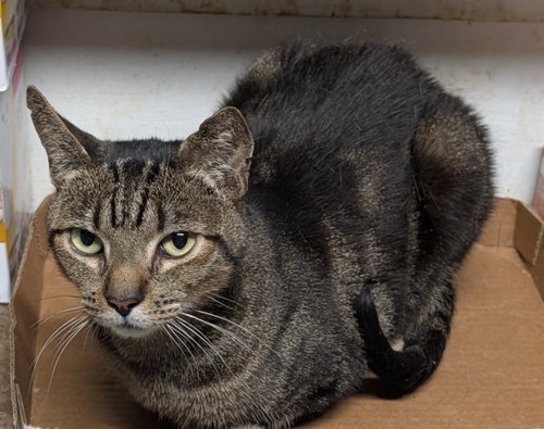 Mitch, a cat for adoption from Beyond Nine Cat Rescue