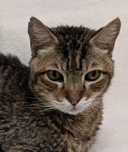 Jake, Senior Domestic Short Hair, cat for adoption in Miami Beach, Florida