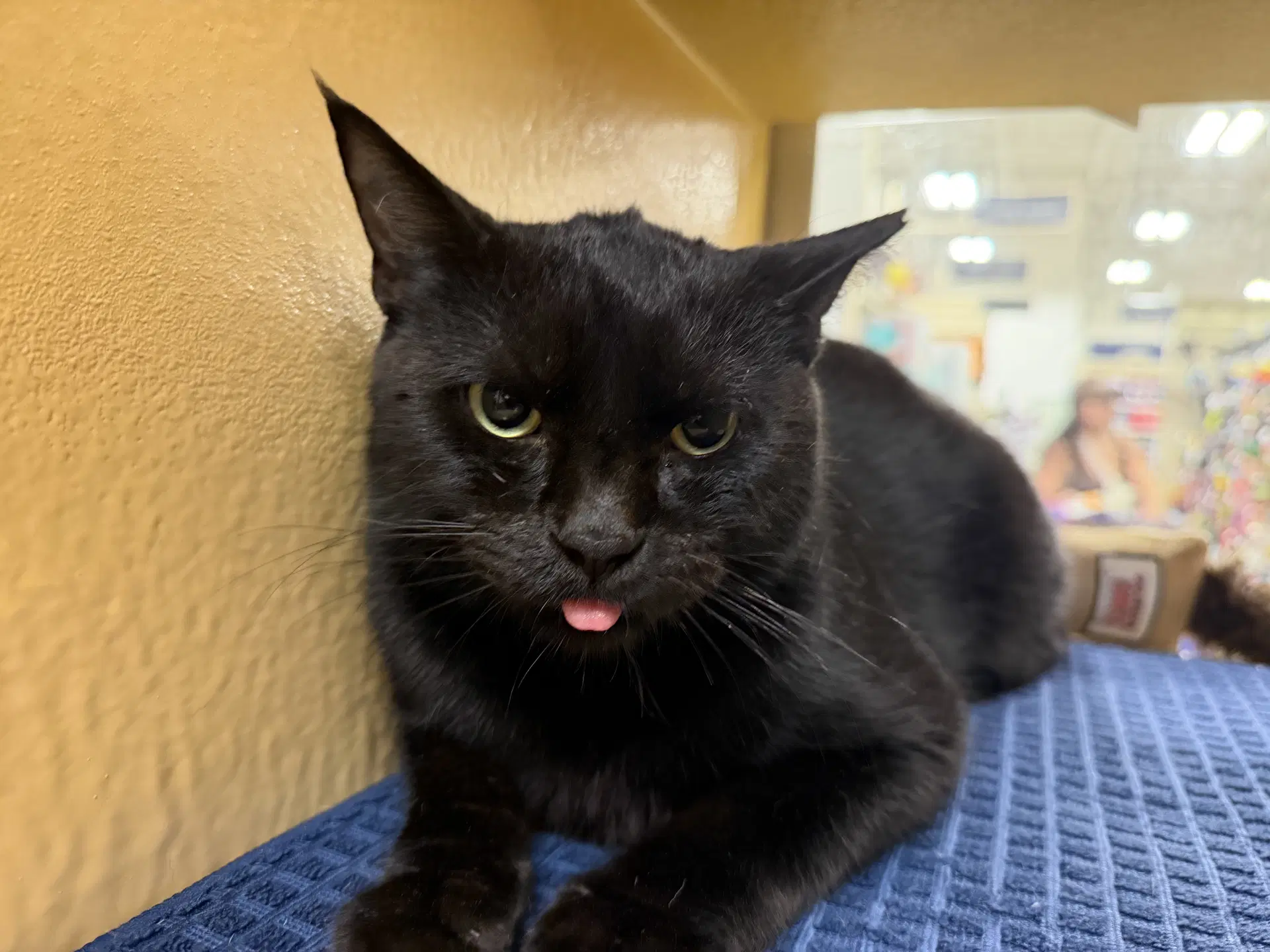 Remi - Domestic Short Hair