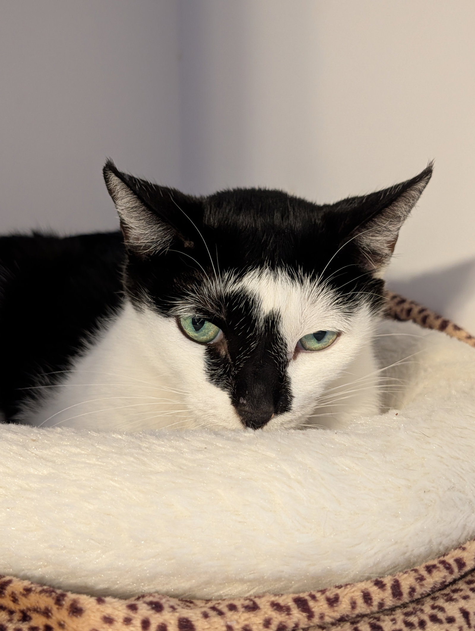 Shyla Image