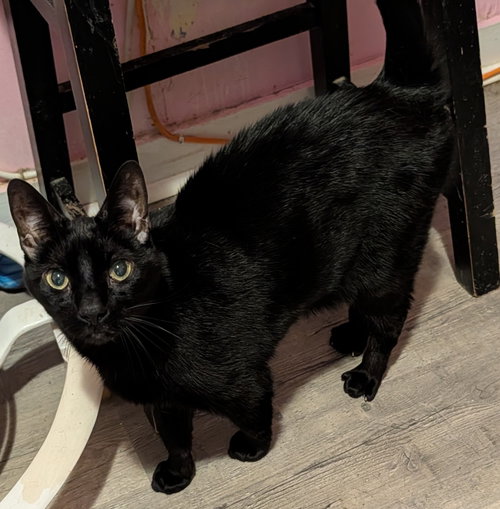 Giza, Adult Domestic Short Hair, cat for adoption in Miami Beach, Florida