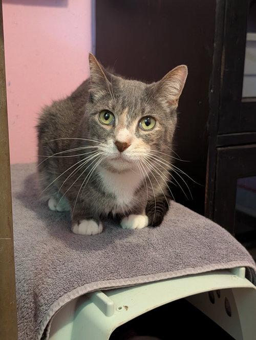 Zimu, Adult Domestic Short Hair, cat for adoption in Miami Beach, Florida