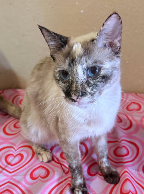 picture of the cat needing adoption
