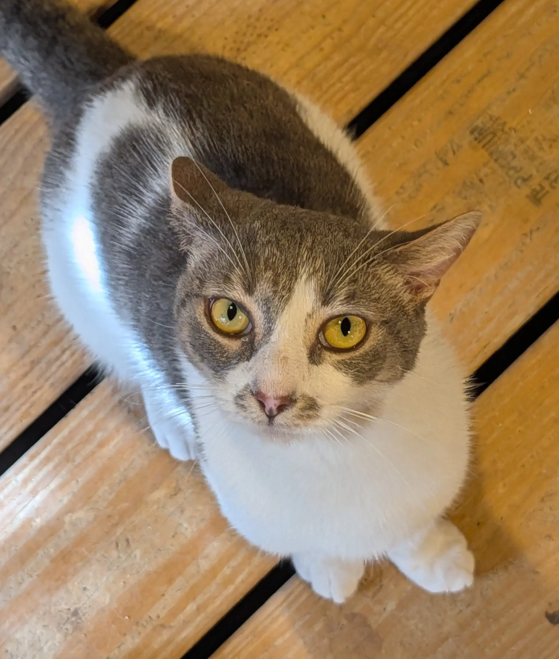 Bam Bam - Domestic Short Hair