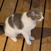 Bam Bam - Photo 2