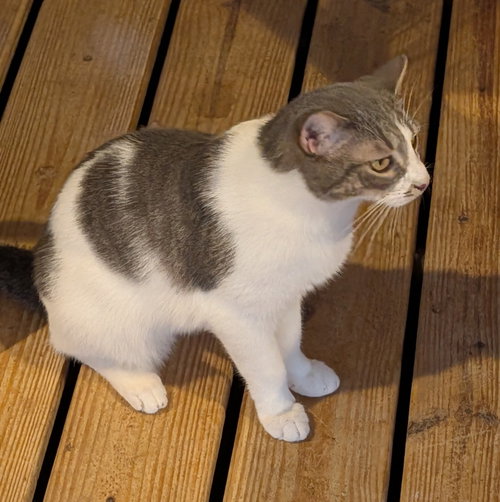 BAM BAM - Domestic Short Hair available for adoption