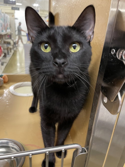 Olive 2026, an adoptable Domestic Short Hair in Oakland Park, FL