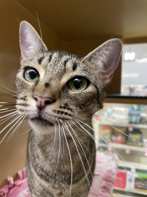 Annabelle 2026, an adoptable Domestic Short Hair in Oakland Park, FL