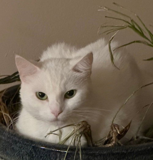 Momma, Adult Domestic Short Hair, cat for adoption in Miami Beach, Florida