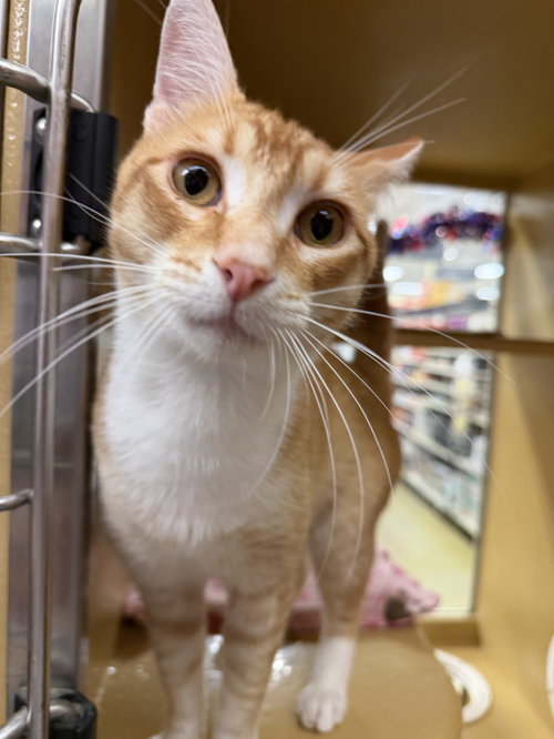 Melon, an adoptable Domestic Short Hair in Oakland Park, FL
