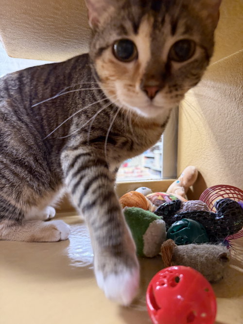 Penny photo 7