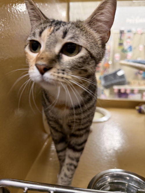 Penny, an adoptable Domestic Short Hair in Oakland Park, FL
