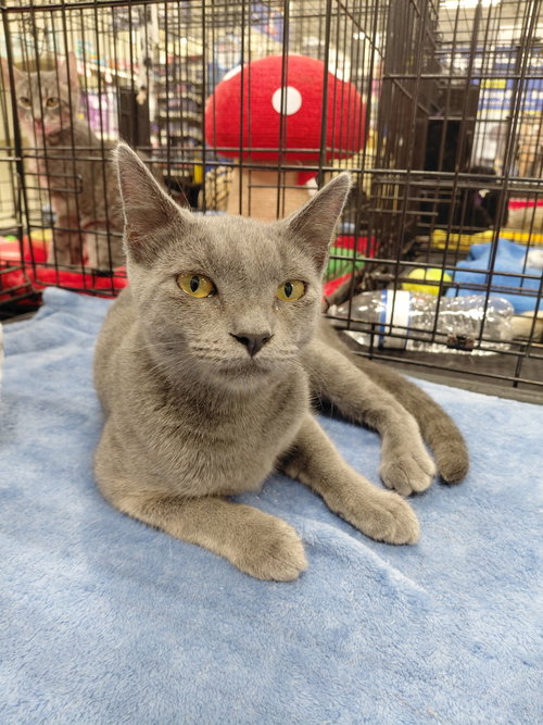 Harper, an adoptable Domestic Short Hair in Oakland Park, FL