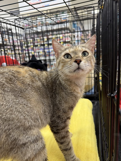 Fiona, an adoptable Domestic Short Hair in Oakland Park, FL
