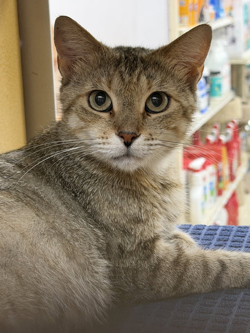 Fiona, Young Domestic Short Hair (short coat), cat for adoption in Aventura, Florida