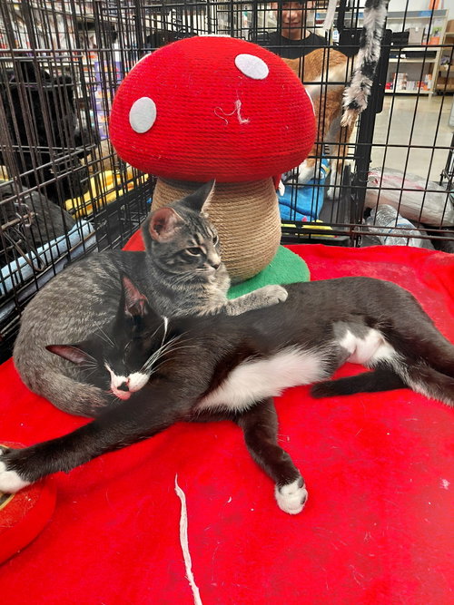 Delaney, an adoptable Tuxedo in Oakland Park, FL