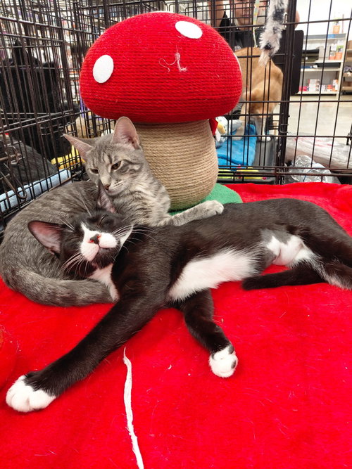 Bree, an adoptable Tuxedo in Oakland Park, FL