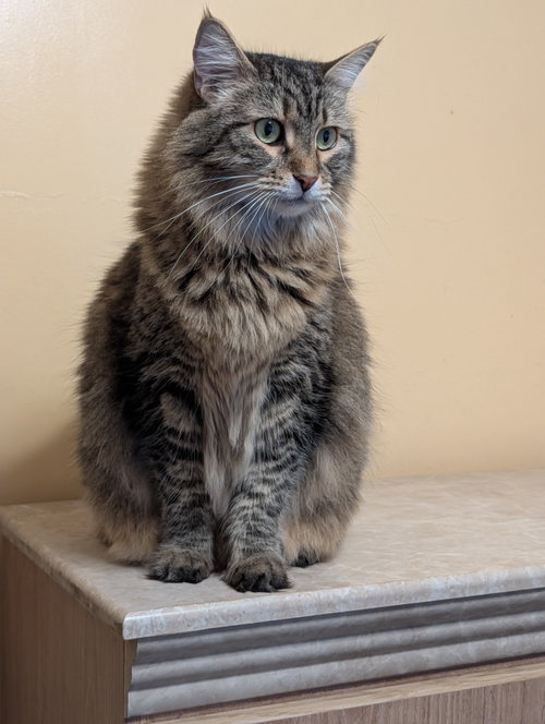 Bella, an adoptable Maine Coon in Oakland Park, FL