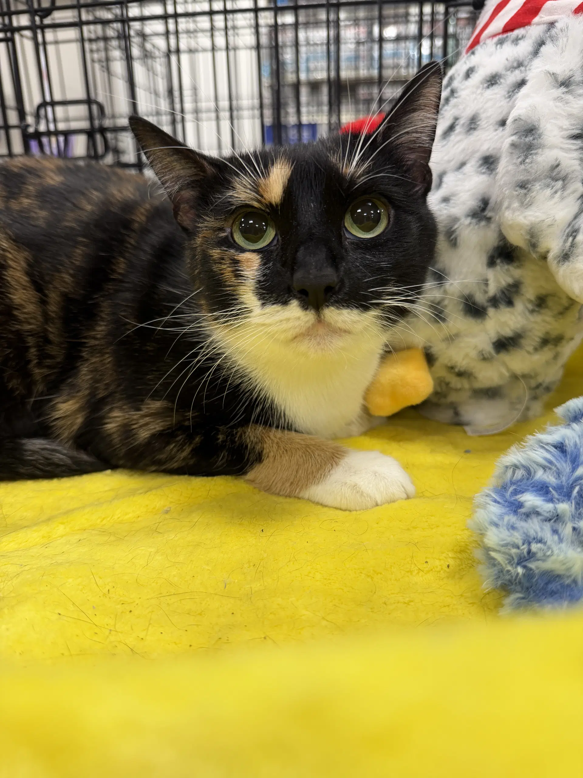 Willow - Calico