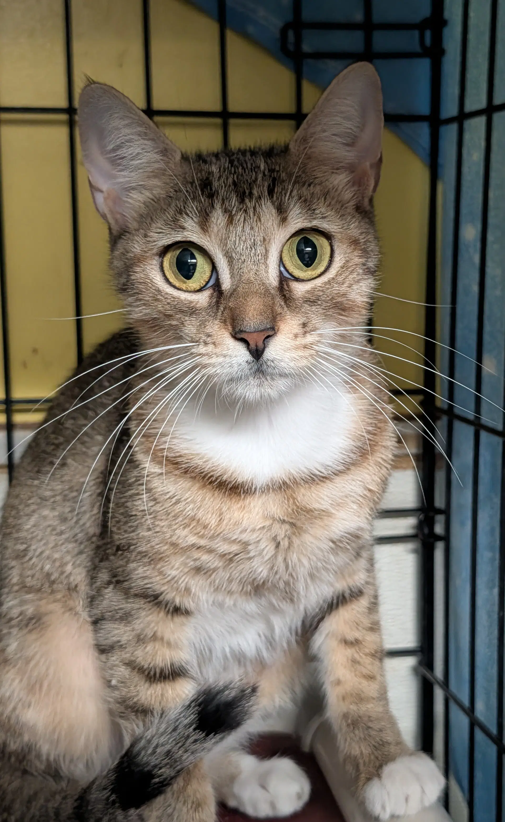 Jessie Edna - Domestic Short Hair