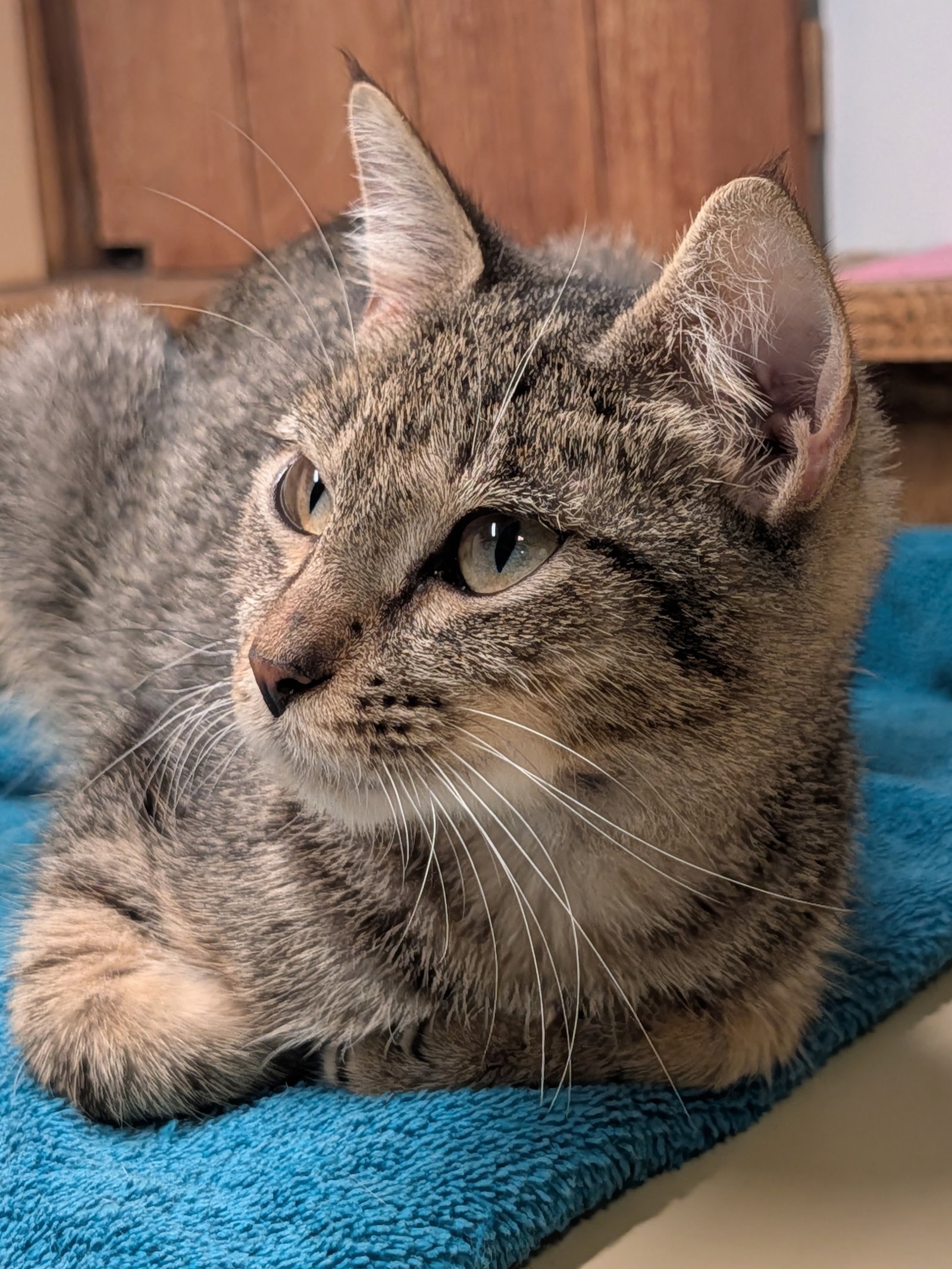 Miles (Edna), photo 2