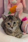 Frutti (Patutti) - Photo 1