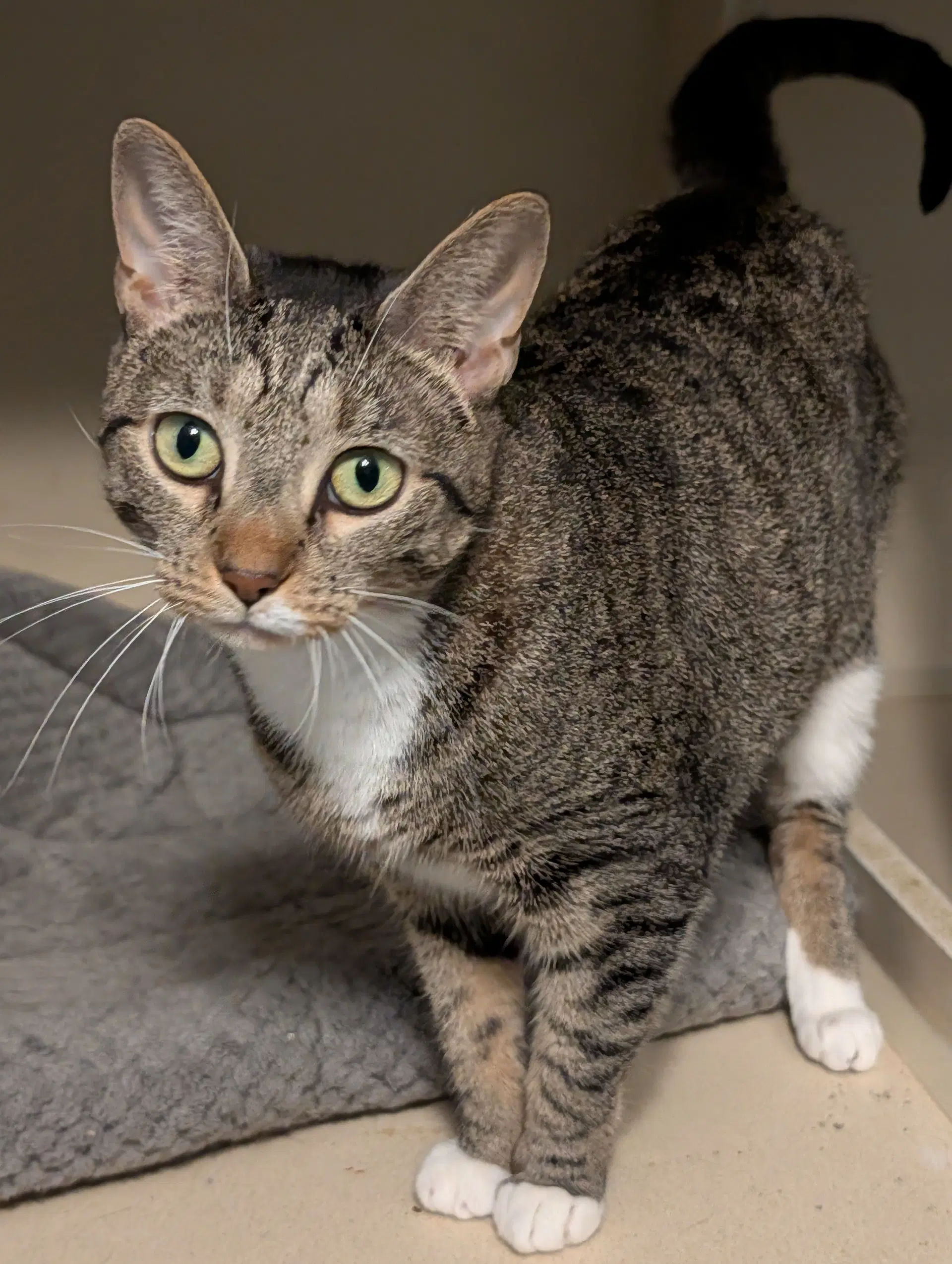 Wanda - Domestic Short Hair