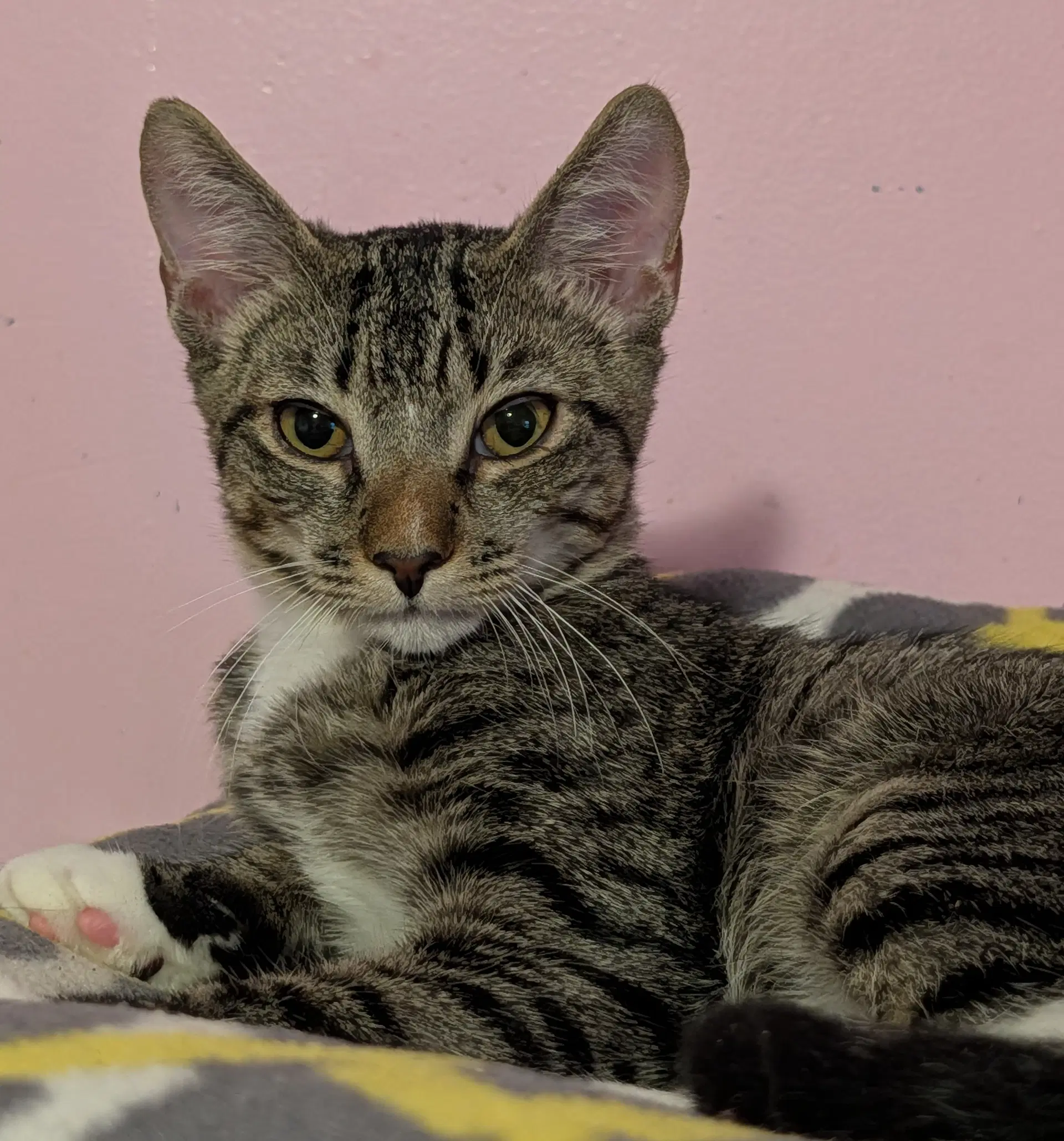 Nigel - Domestic Short Hair