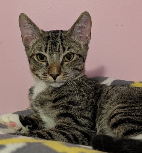 Nigel, a cat for adoption from Beyond Nine Cat Rescue