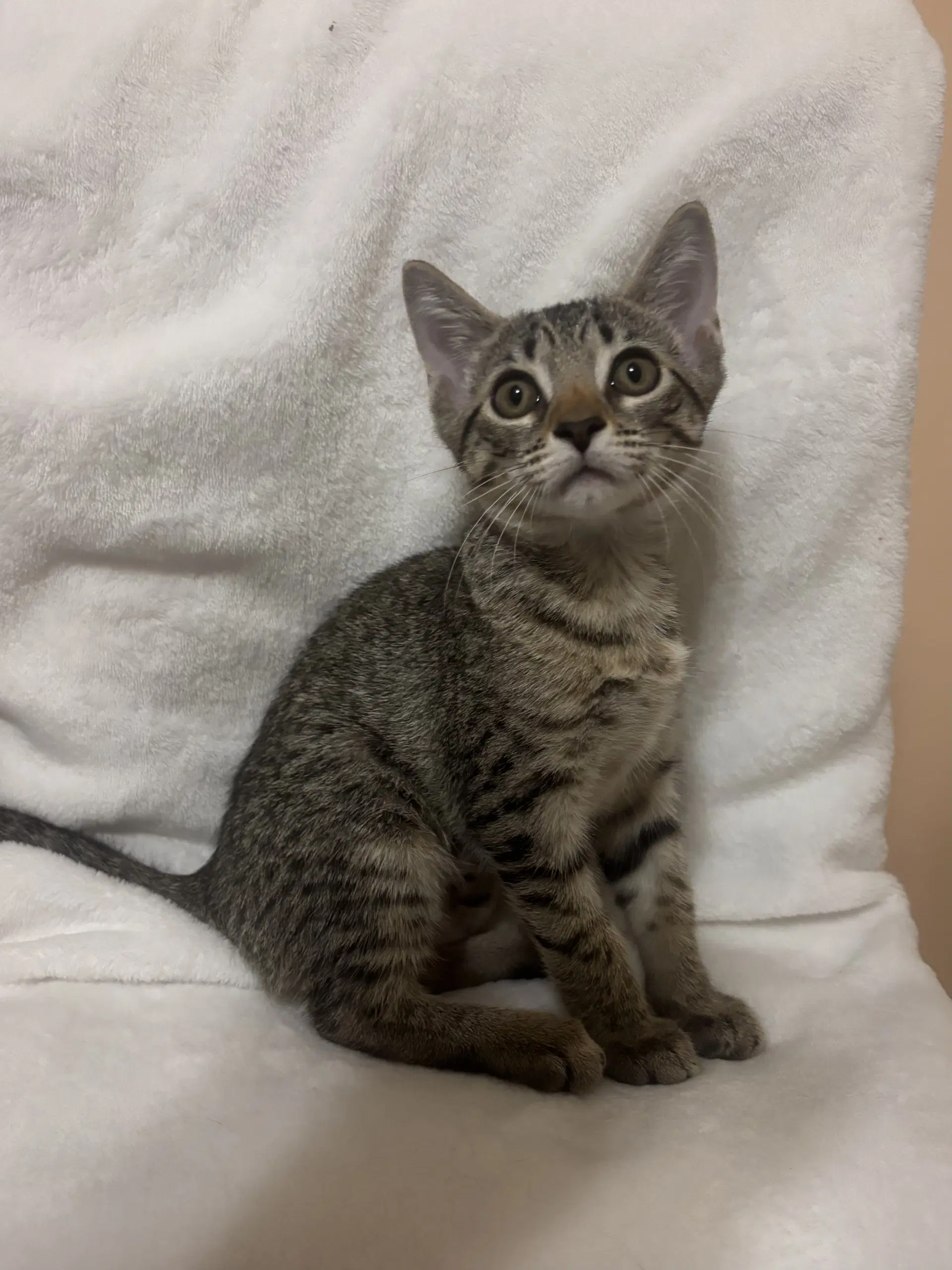 Nora - Domestic Short Hair