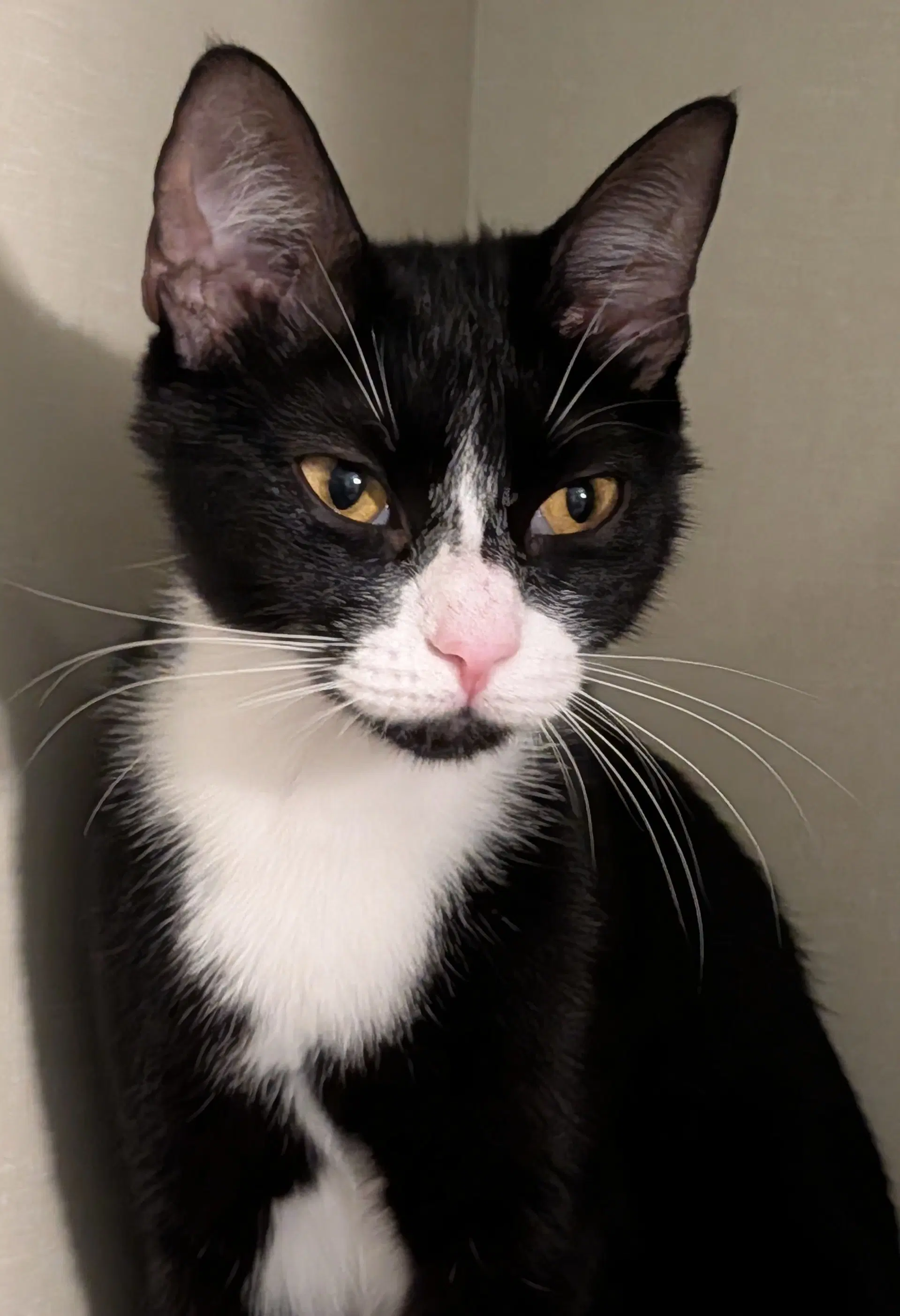 Jolene - Domestic Short Hair