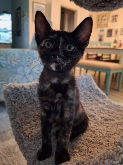 Ayla