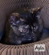 Ayla - Photo 4