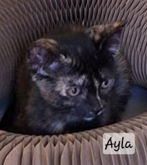 Ayla photo 4