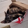 Ayla - Photo 8