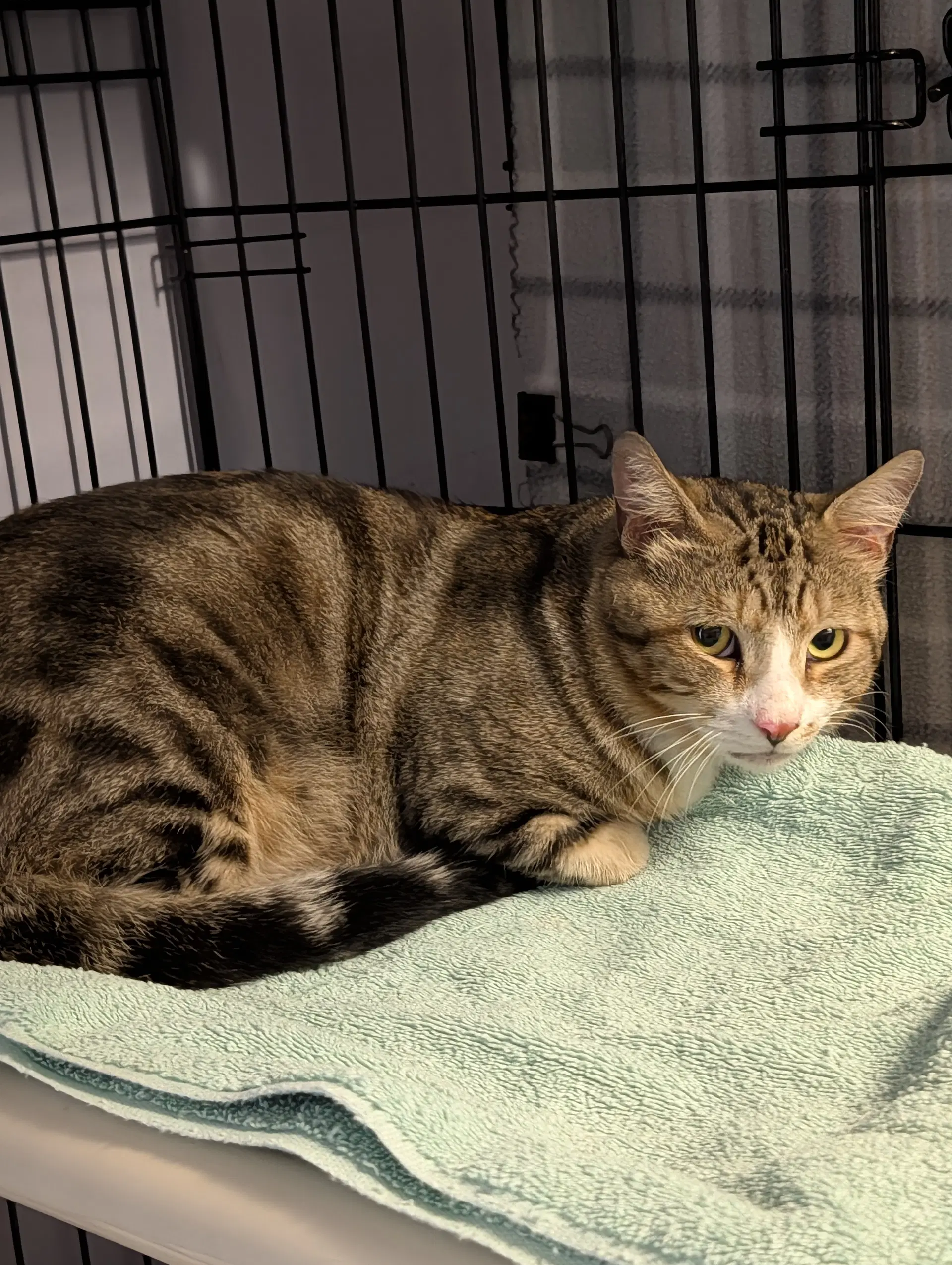 Sundance - Domestic Short Hair