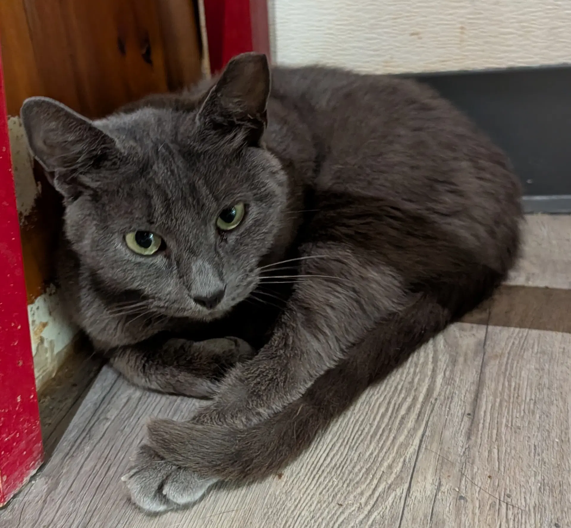 Rhonda - Domestic Short Hair