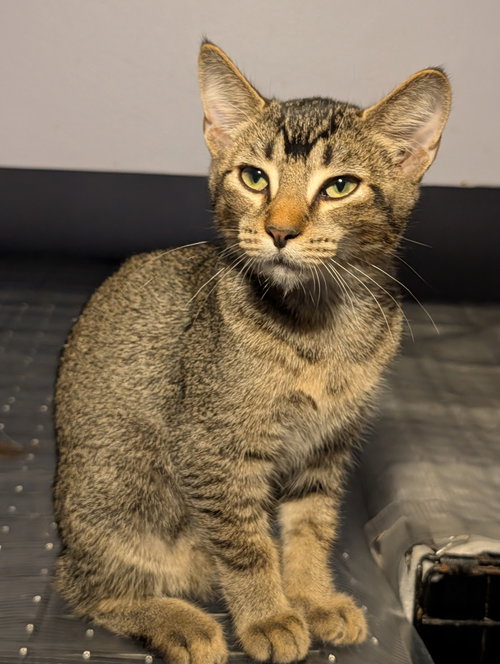 GEORGIE - Domestic Short Hair available for adoption