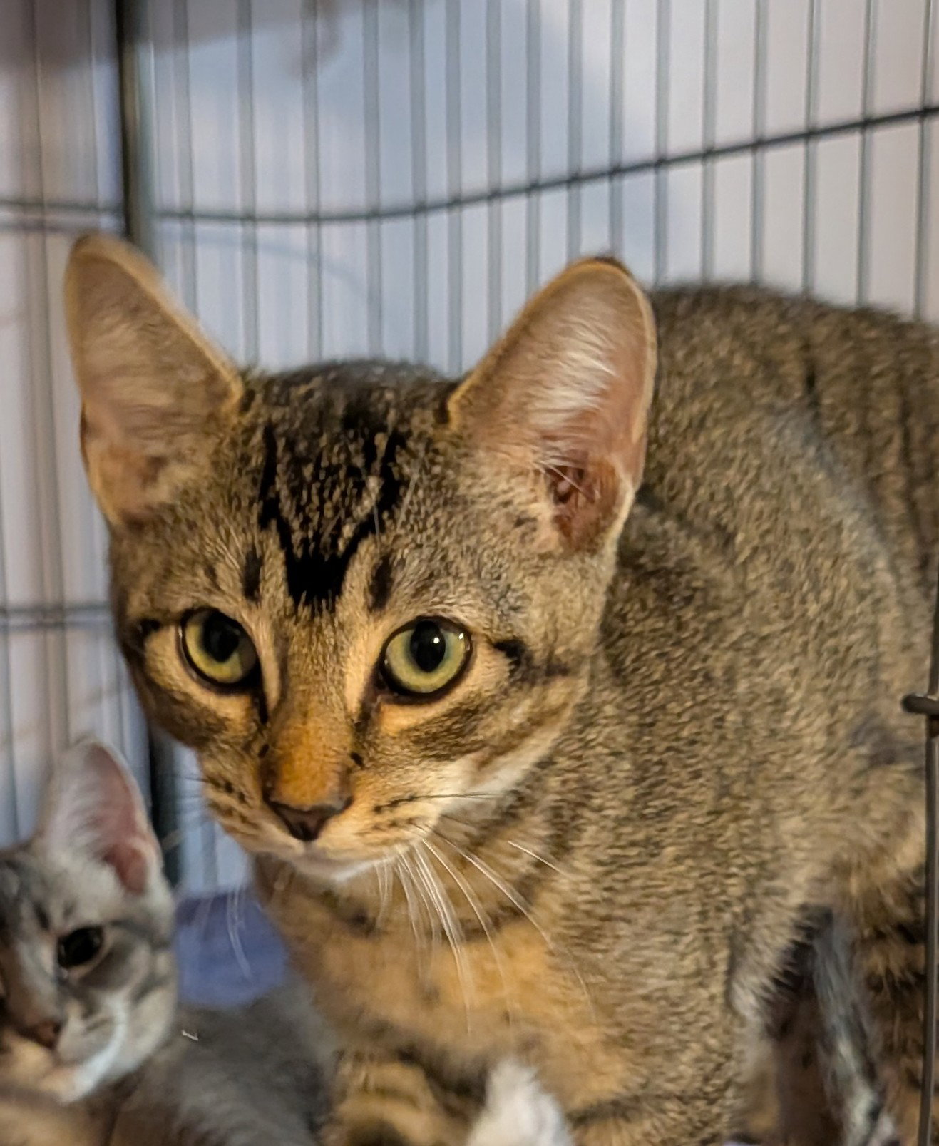 Georgie Image